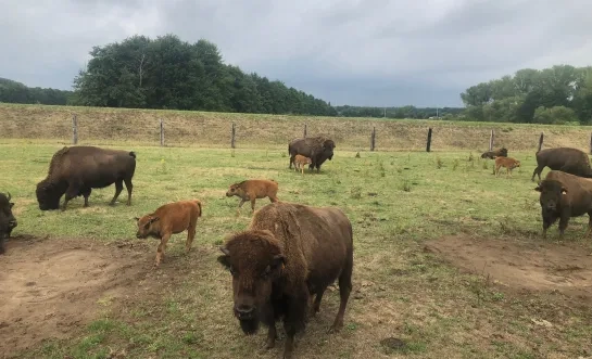 bizons De Slappen Uier Nijlen
