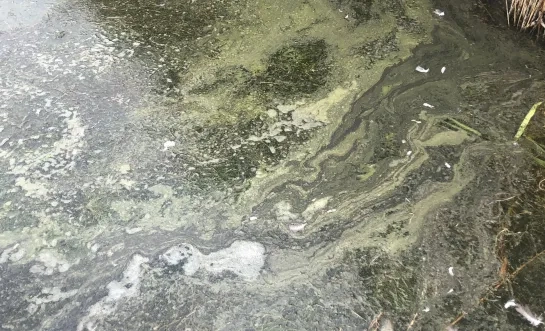 Blauwalg nu op alle Kempense kanalen
