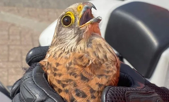 Politie redt torenvalk