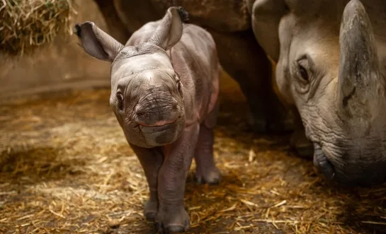 neushoornbaby