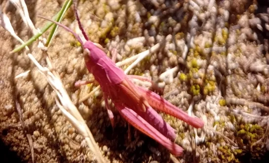 roze sprinkhaan Mechelen