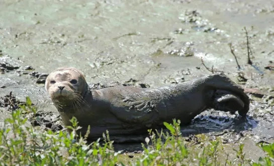 zeehondje Lier Leo Vaes Kleine Nete
