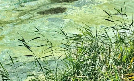 Blauwalg op Zeekanaal langs Ruisbroek, Willebroek, Tisselt en Wintam