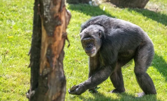 chimpansees Pakawi Park Olmen buitenverblijf eerste verkenning