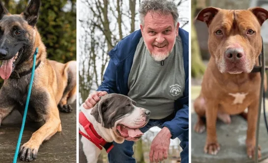 Extra adopties dankzij adopteereendier.be