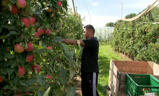 appelteler geel