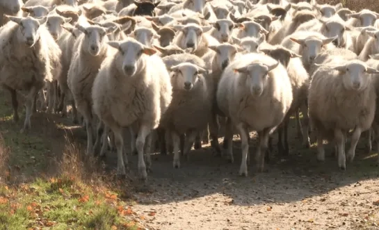 kudde schapen archief.