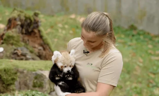 Eerste check-up voor rode pandatweeling in ZOO Planckendael