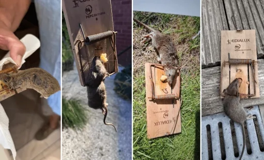 Rattenplaag in het centrum van Geel