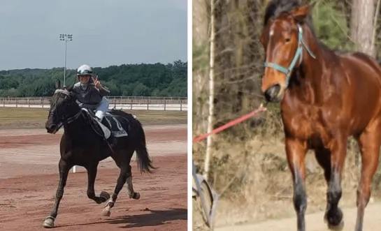 Gestolen paarden Olen