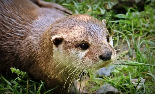 otter