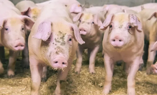 Boze boer gooit biggen op auto controleurs