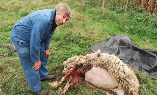 dood schaap Mol 