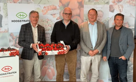 ardbeiencross hoogstraten