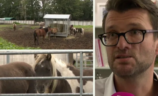 compilatie paarden