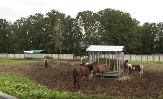 Inbeslagname paarden