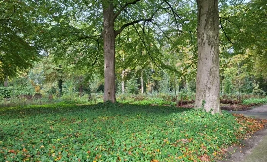 Turnhout werkt aan natuurbegraafplaats op Nazareth