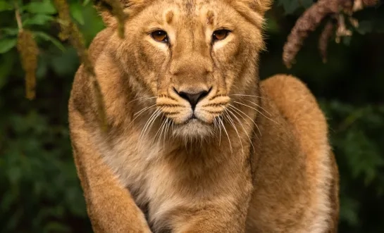 Indische leeuwin Laya ZOO Planckendael