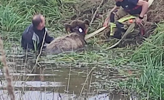 Brandweerzone Rivierenland redt kalfje uit water