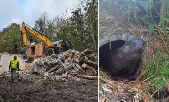 afbraak oud jeugdverblijf Bornem Weert otter