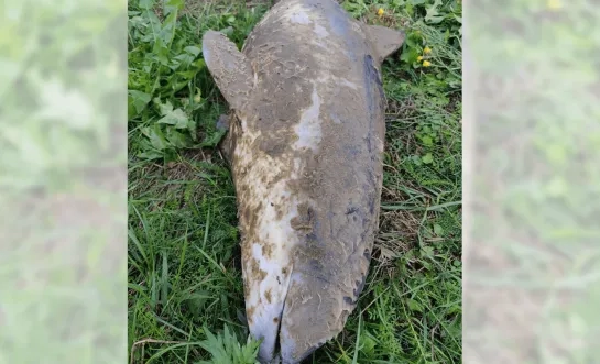 Bruinvis dood teruggevonden