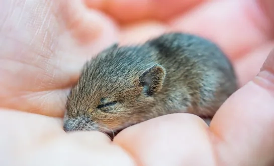 Algemene foto van een muis