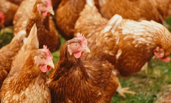 Vogelgriep in Weelde