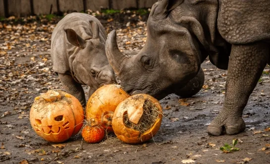 pompoenen planckendael 