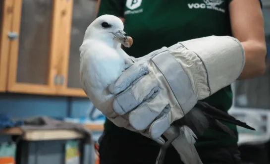Noordse stormvogel .p