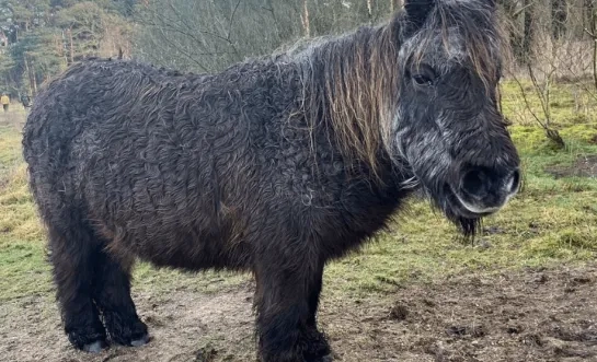 dutske shetlandpony De Liereman