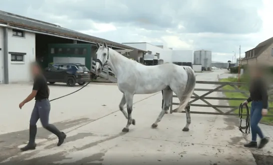 Ouders van 22-jarige vrouw die gewond raakte door paard in Sint-Katelijne-Waver vragen rust