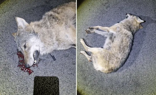 Welkom Wolf doodgereden wolf Geel