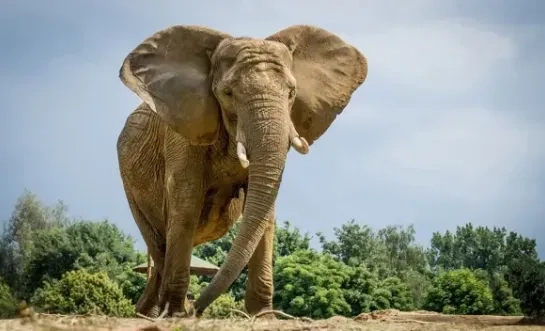 Kariba verhuist naar Portugal