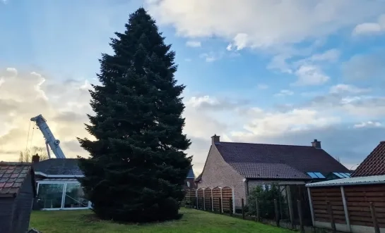 Kerstboom Grote Markt Brussel voor Winterpret komt dit jaar uit Sint-Katelijne Waver