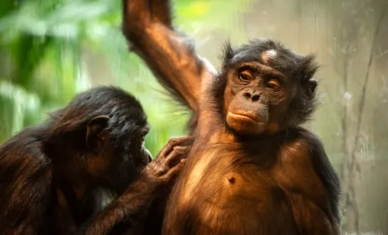 Bonobo vlooit ZOO Planckendael