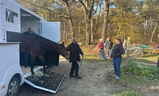 gestolen paarden Olen teruggevonden