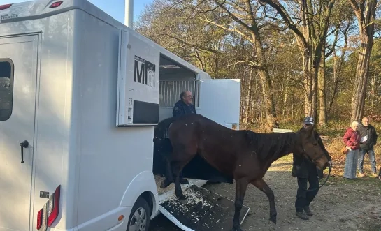 gestolen paarden Olen teruggevonden