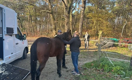 gestolen paarden Olen teruggevonden