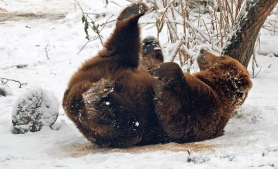 bruine beer pakawi park Facebook