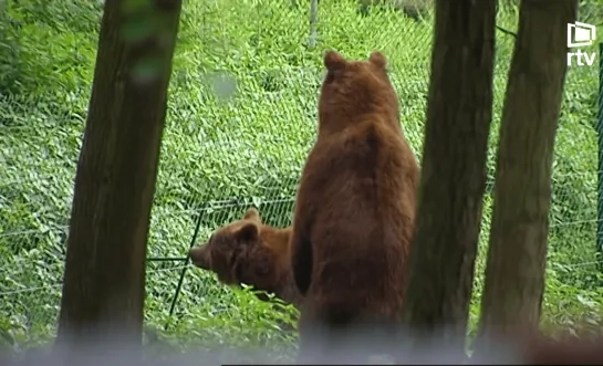 Beer sterft in Pakawi Park