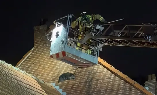 Wasbeer gevangen door brandweer in Meerhout