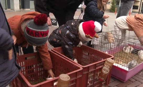 Laatste wekelijkse dierenmarkt in Mol