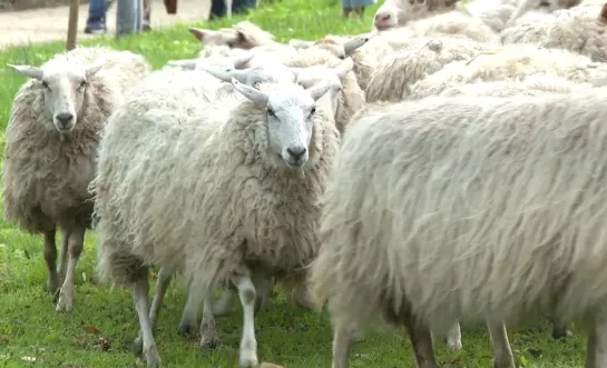 schaap blauwtong rund