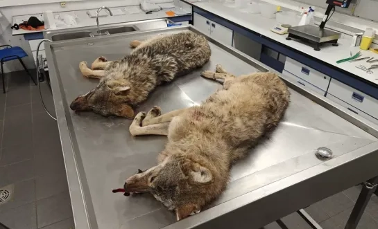 Wolvin die werd doodgereden in Geel