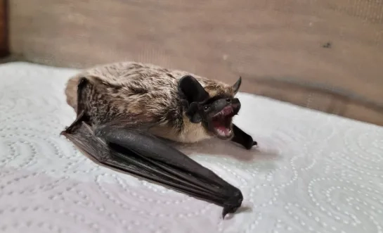 Tweekleurige vleermuis