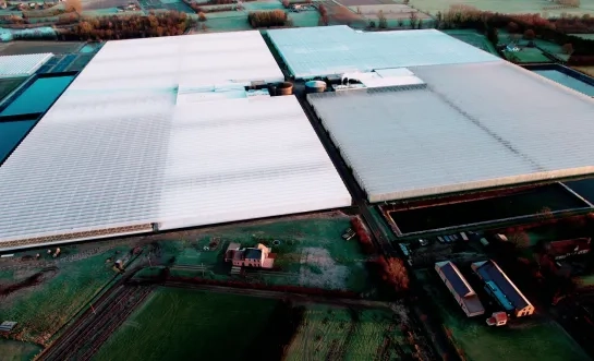 Primato vergoot oppervlakte tomaten in serre (glasareaal)