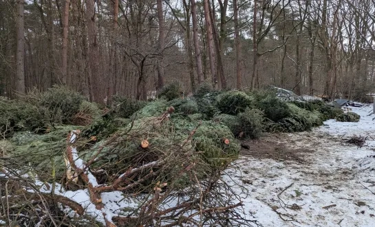 Scouts Bosvogels maken zich op voor kerstboomverbranding