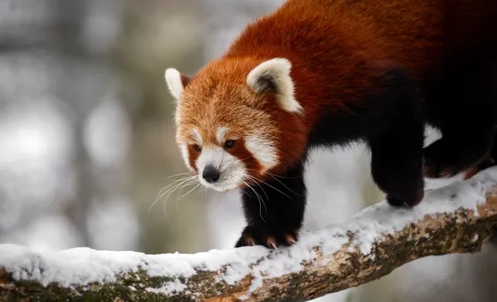 Zoo Planckendael rode panda in de sneeuw
