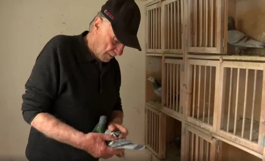 Duivenmelker Jos Cools