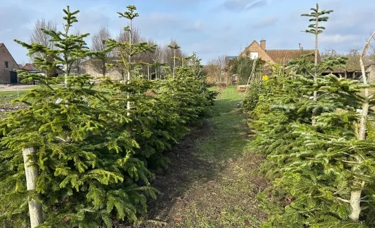 Kerstbomen terug in pension
